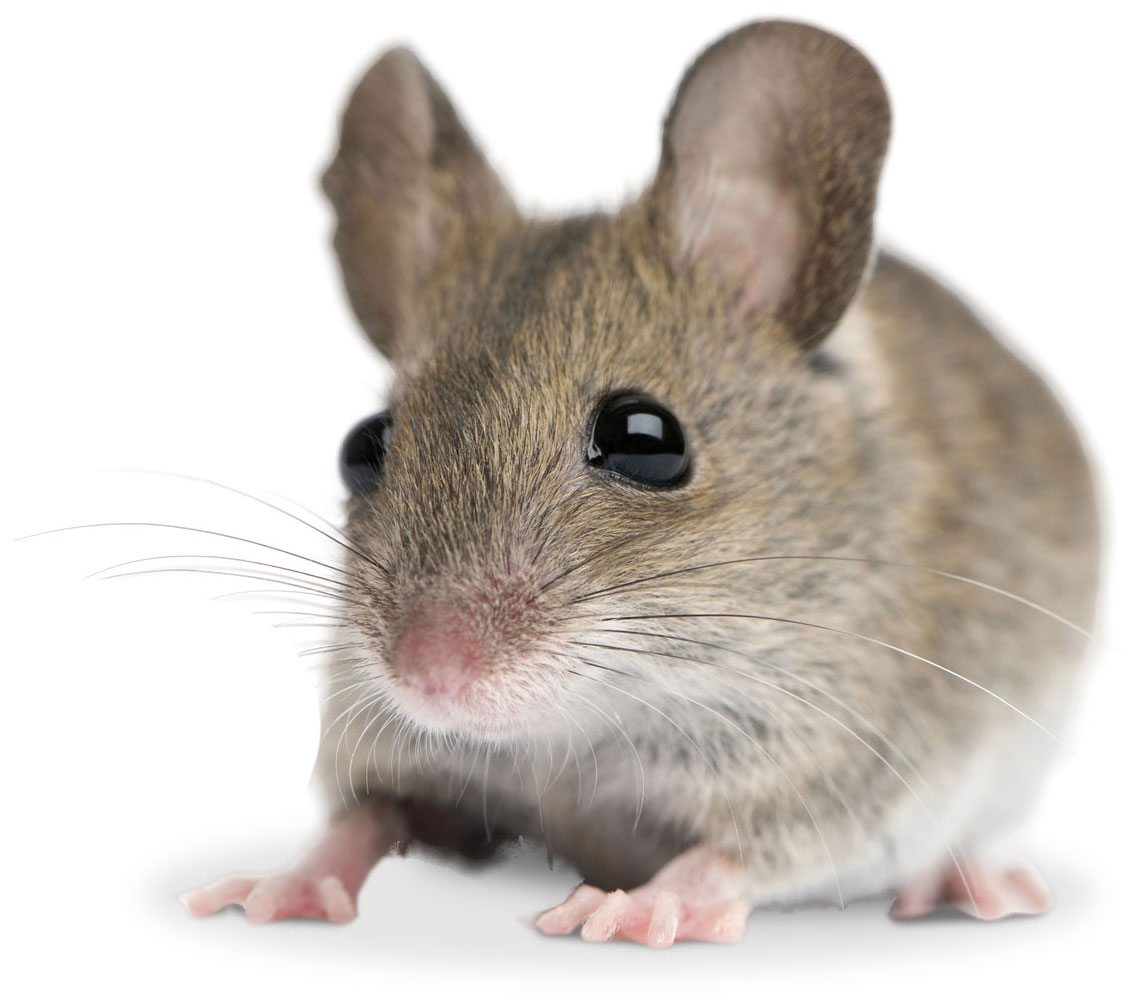 Maus | Tiere | Ratgeber | JR FARM