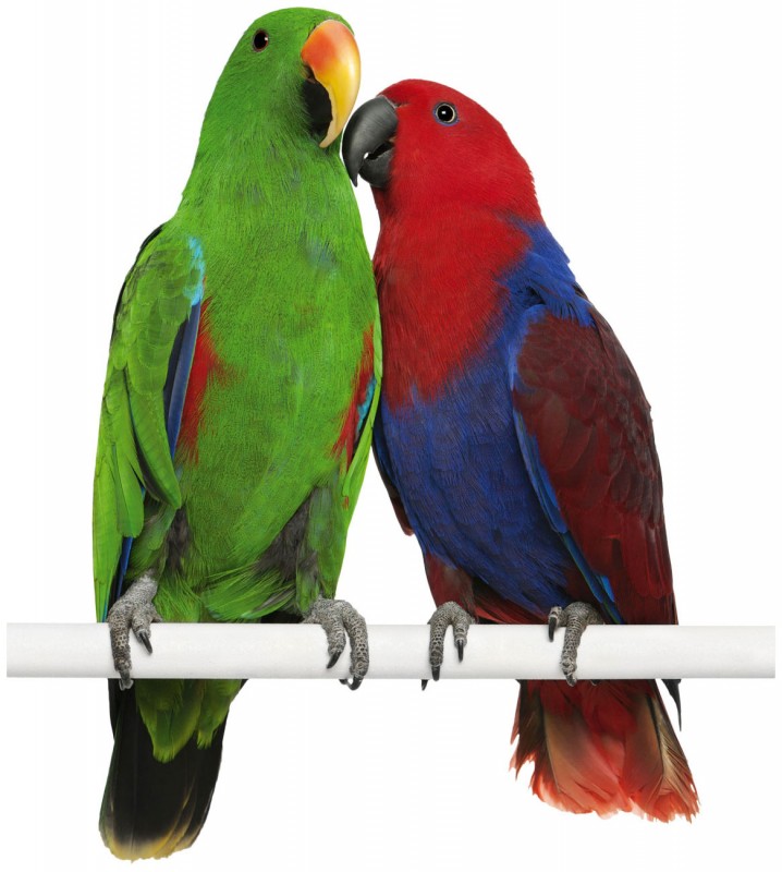 Papageien | Tiere | Ratgeber | JR FARM